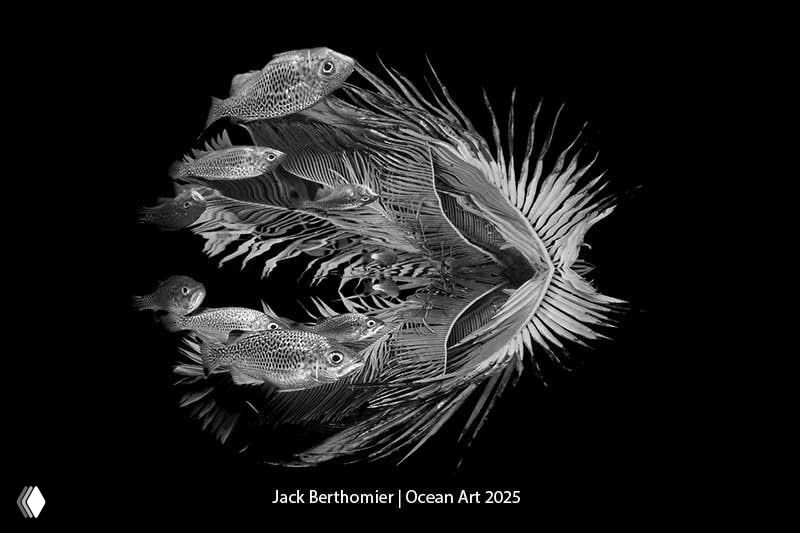 Чёрно-белая абстрактная композиция с группой рыб и динамичным рисунком плавников; художественный снимок, отмеченный в Ocean Art 2025.