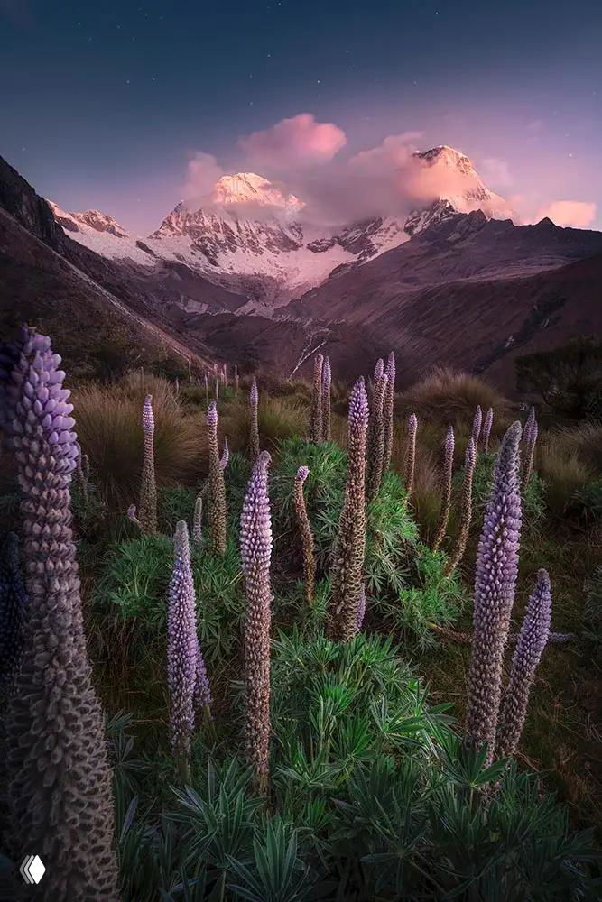 Горный пейзаж с луговыми растениями на переднем плане и массивными заснеженными вершинами на горизонте при мягком розовом свете заката или рассвета.