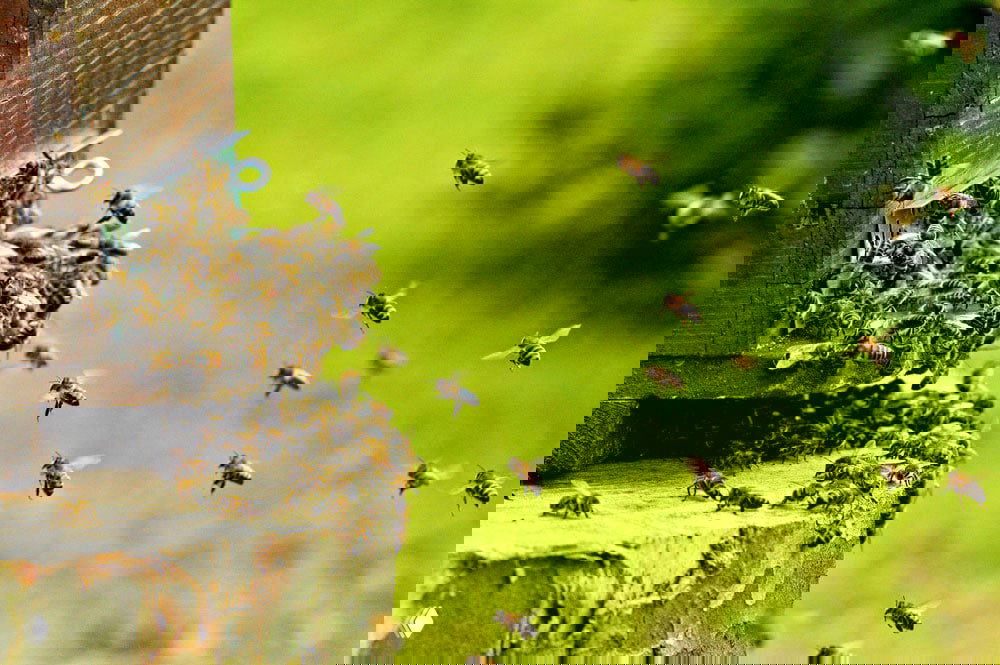 Рой рабочих пчёл у входа в деревянный улей на фоне зелёной лужайки; множество пчёл в полёте и скопление насекомых у летка улья.