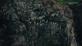 Скальная стенка с колонией морских птиц на утёсах — иллюстрация дикой прибрежной природы России и её удалённых районов.