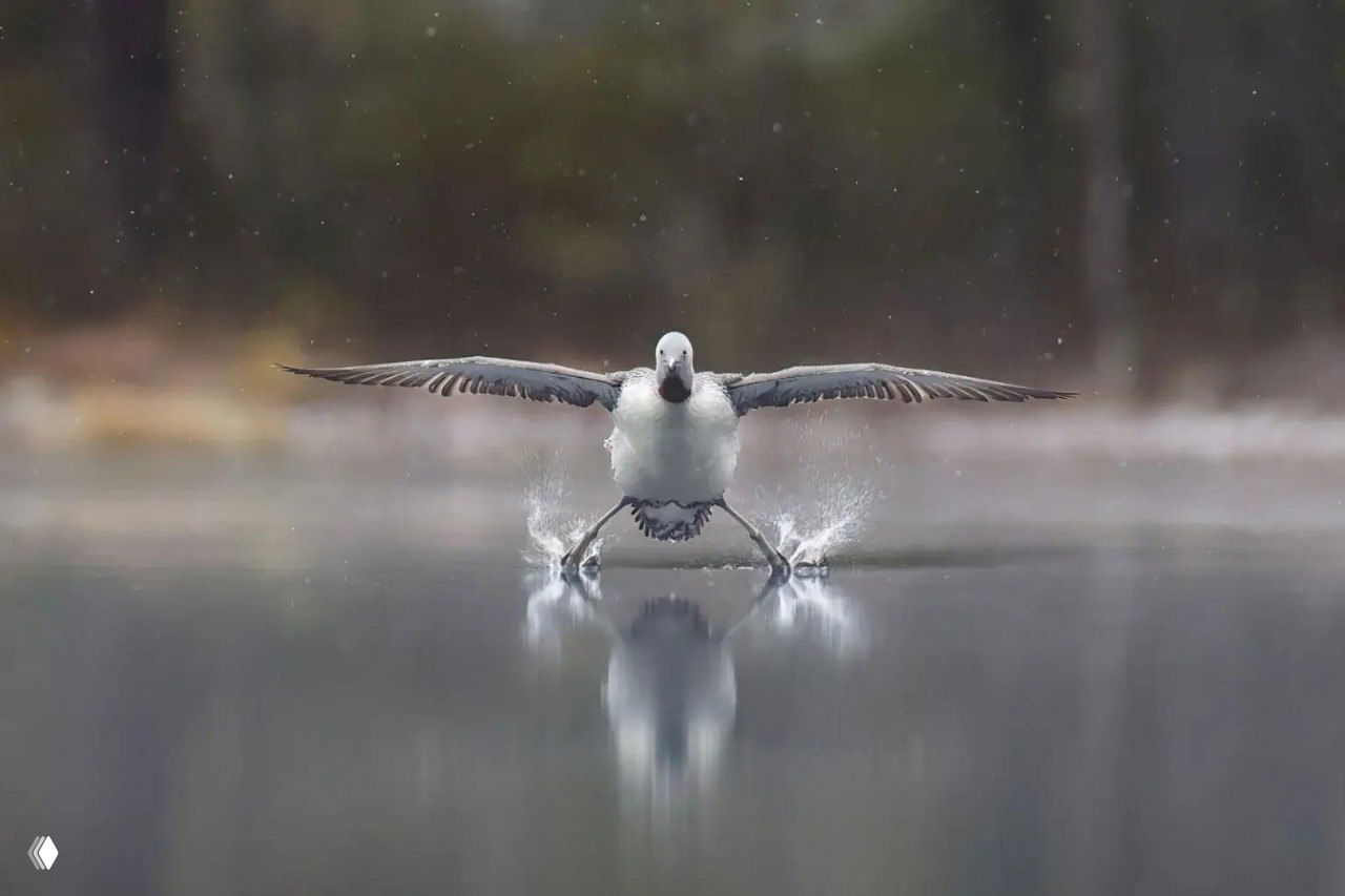 Птица при приземлении на водную поверхность: крылья в развороте и видимые всплески при касании воды, драматичный момент, фото из конкурса Comedy Wildlife Awards 2025.