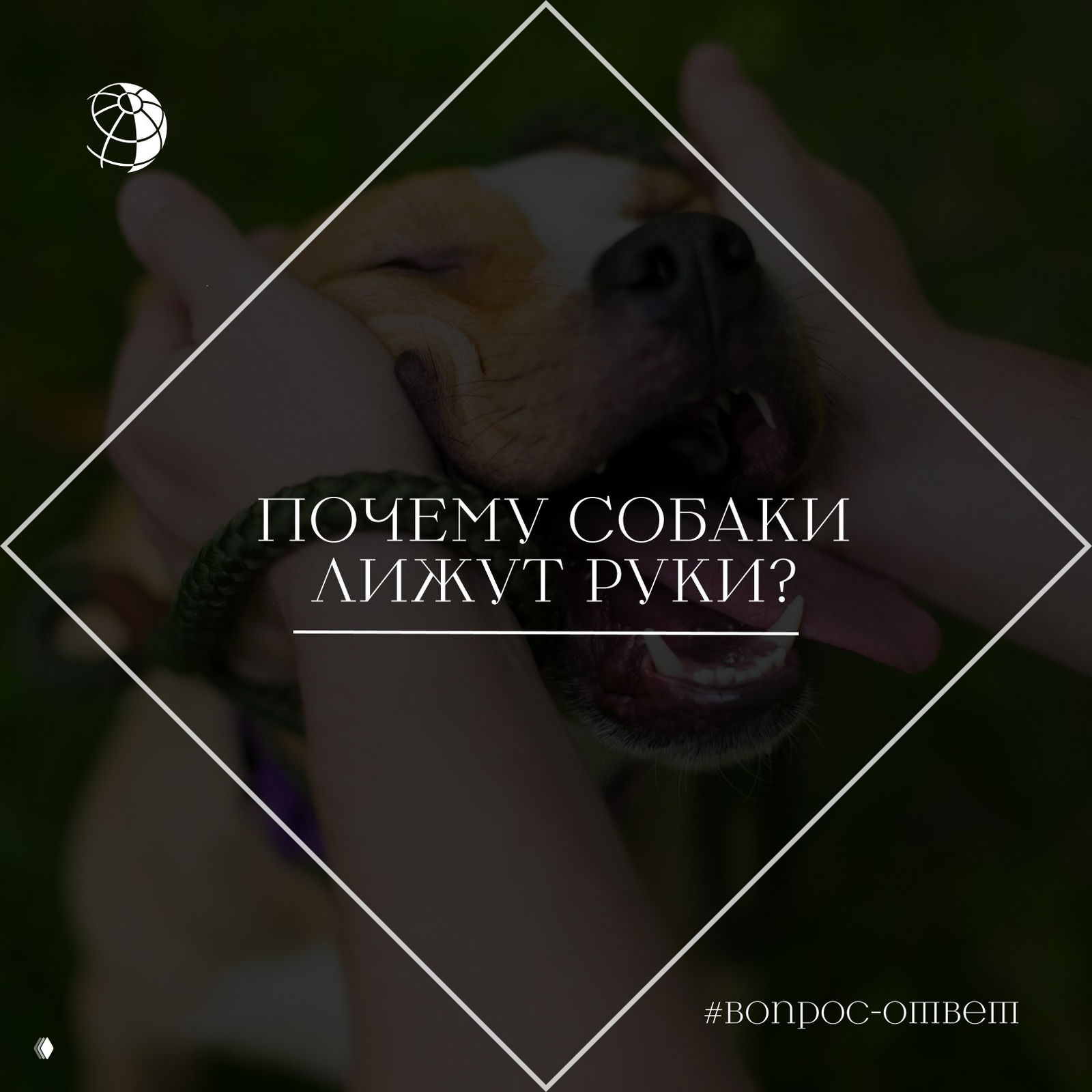 Почему собаки лижут руки?