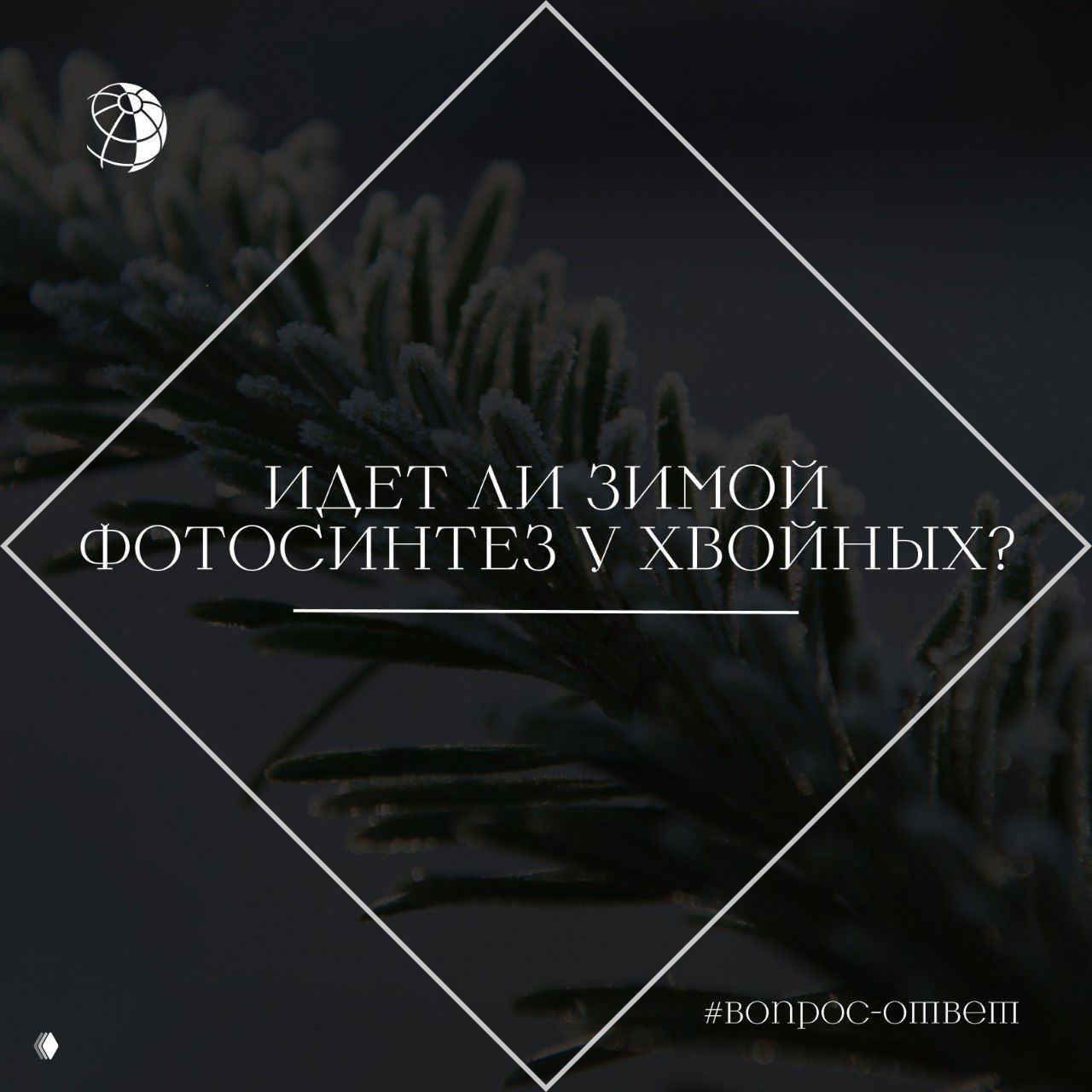 Идет ли зимой фотосинтез у хвойных?