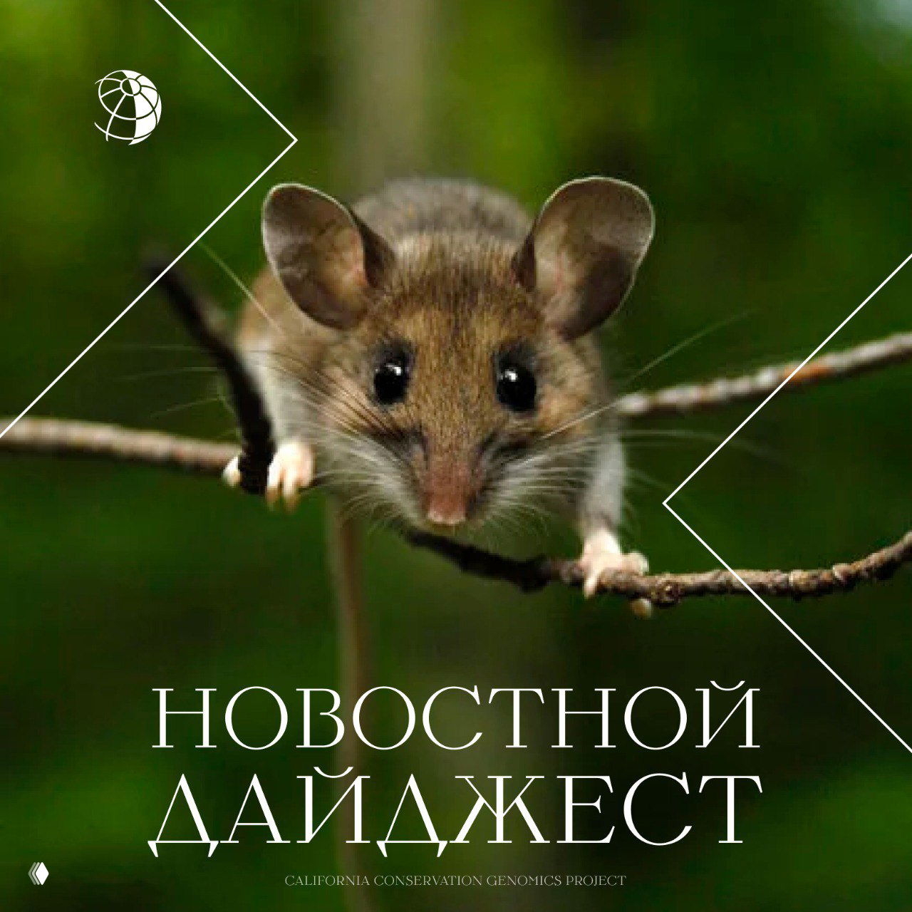 Крупный план маленькой мыши на тонкой ветке в зелёной лесной среде; изображение оформлено графикой и надписью «Новостной дайджест» для иллюстрации новостного дайджеста.