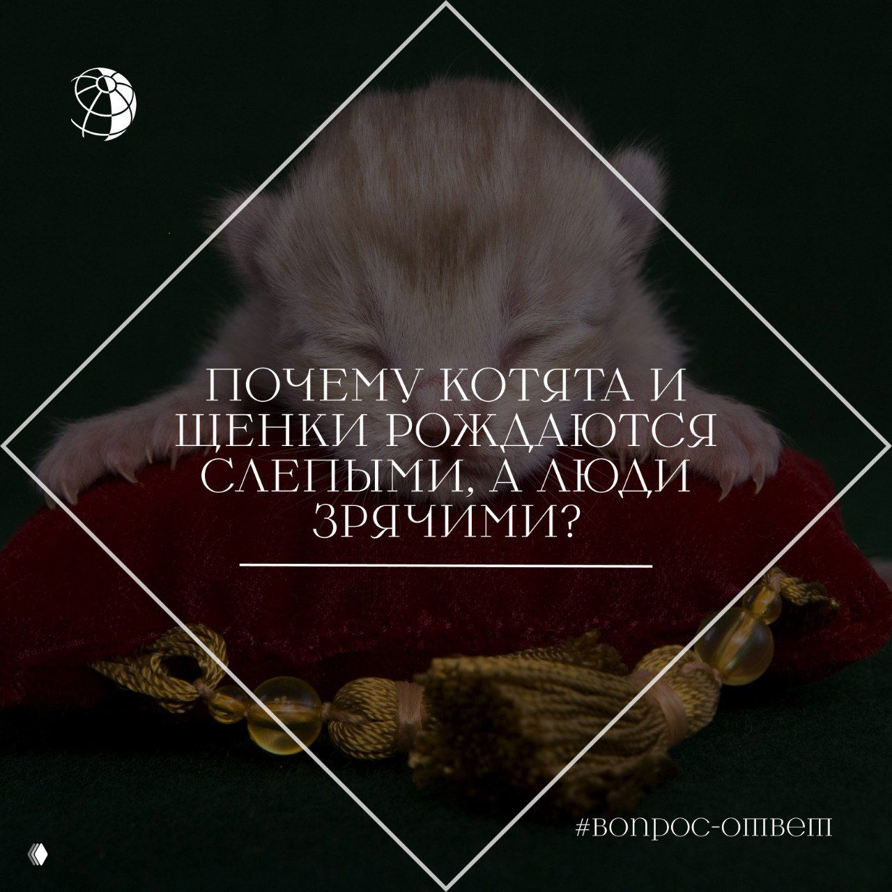 Крупный план новорождённого котёнка с закрытыми глазами, лежащего на бархатной красной подушке рядом с декоративной кистью.