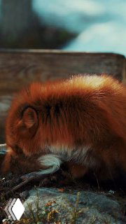 Фотография рыжей лисицы в природе: животное присело у камней и внимательно обнюхивает добычу; виден густой ржавый мех и профиль головы в естественной среде.