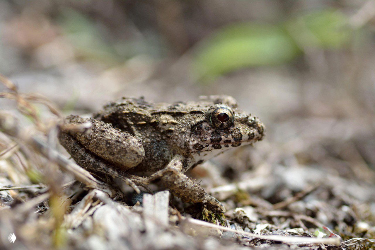 Крупный план бугорчатой лягушки Glandirana emeljanovi в природной среде: земля, мох и сухая трава, обнаружена в Приморье.