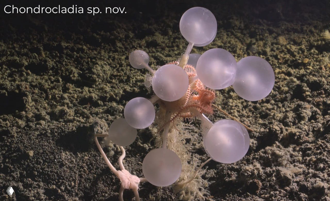 Фотография Chondrocladia sp. nov.: губка с шаровидными выростами на глубоком антарктическом дне, снятая во время исследования.