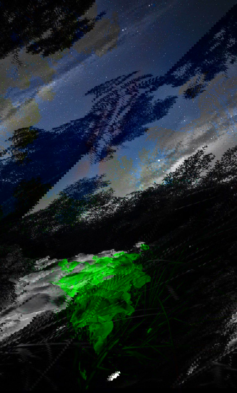 Ночной пейзаж с яркими звёздами Млечного Пути над силуэтом леса и светящимися грибами внизу, контраст тёмного неба и зеленого свечения