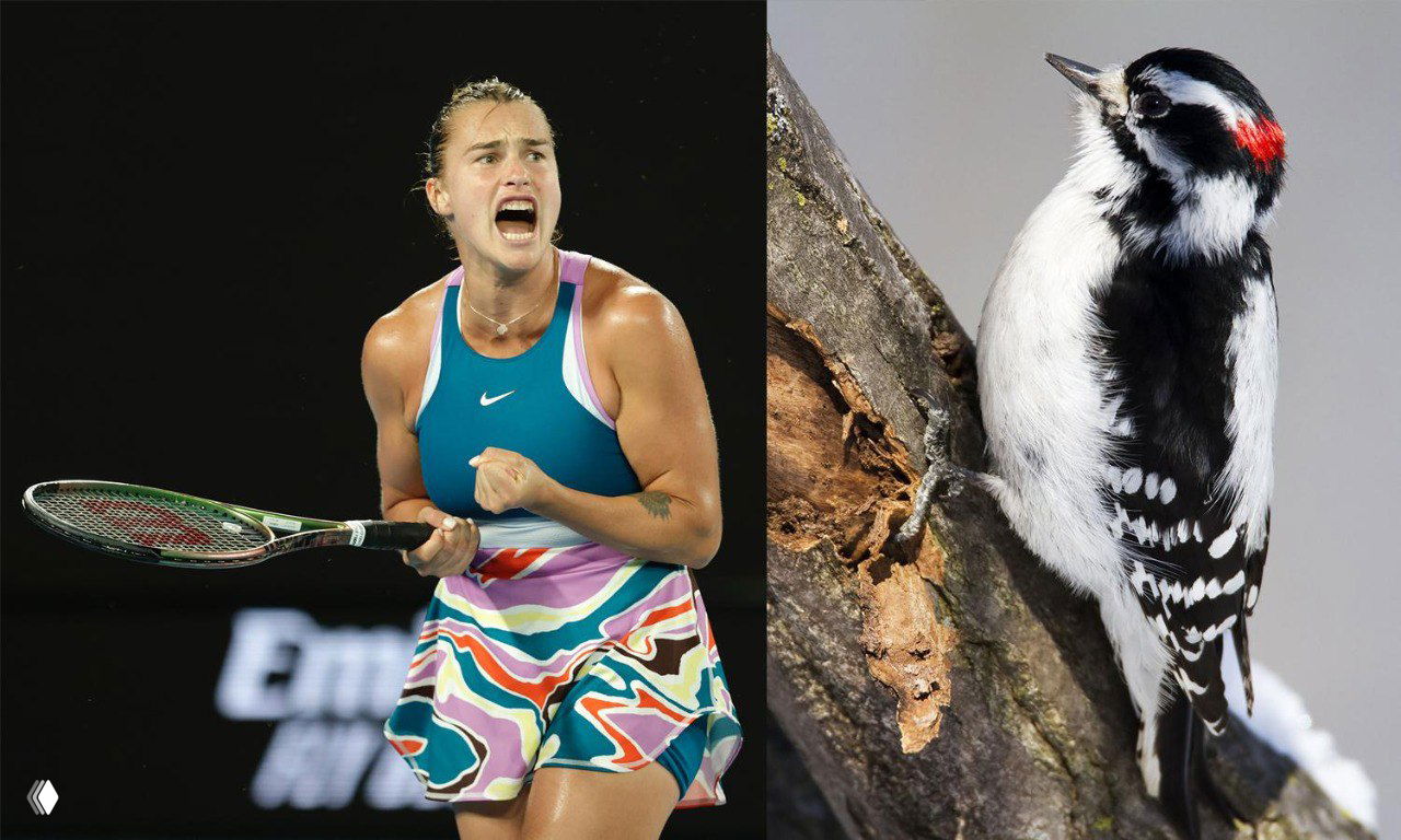 Коллаж: слева — теннисистка в момент удара с ракеткой, справа — дятел на стволе дерева; иллюстрация сходства удара и мышечного напряжения.