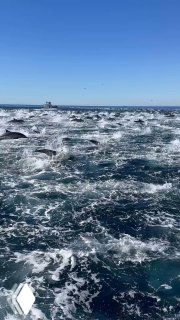 Море, заполненное группой дельфинов, множество животных выпрыгивает и плывёт у поверхности воды на фоне ясного синего неба.