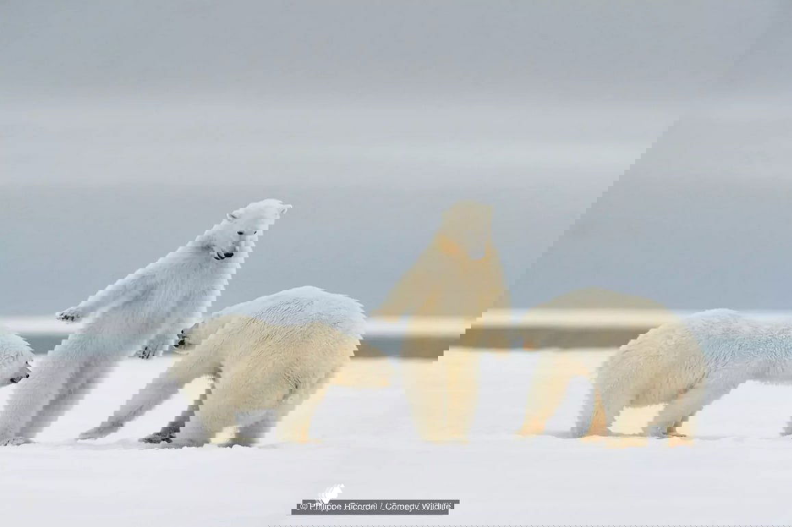 Три белых медведя на заснеженной равнине: один стоит на задних лапах, кадр передаёт куртуазный комичный жест животных в конкурсе.