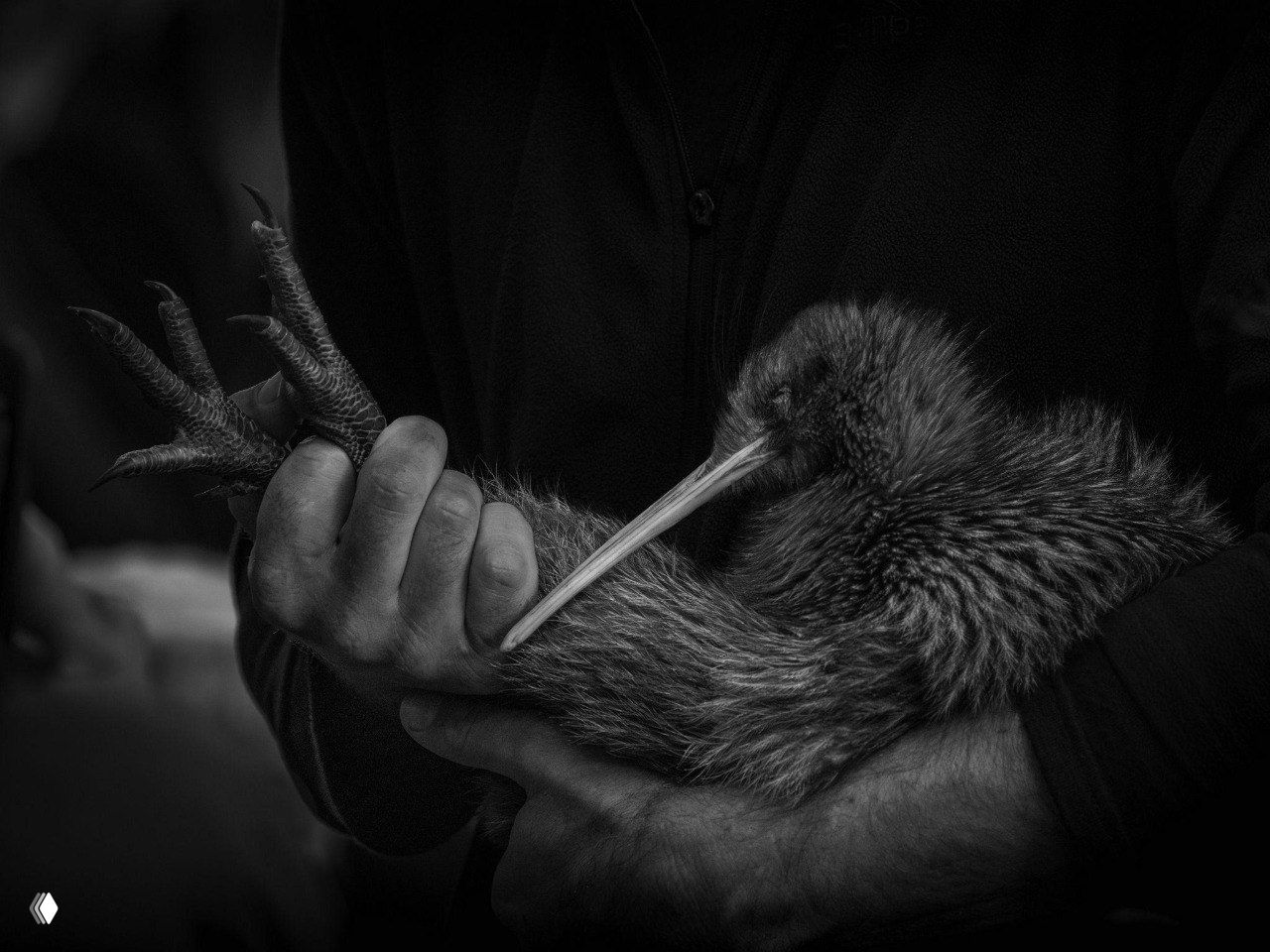 Черно-белая фотография: человек держит в руках киви или схожую птицу, крупный план лап и оперения, эмоциональная документальная сцена