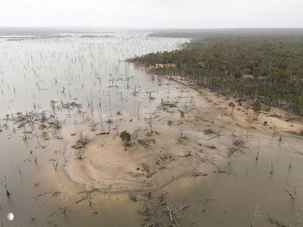 Аэрофото заболоченной территории и отчасти затопленного леса в нейтральных тонах, вид сверху показывает изменение ландшафта и береговой линии