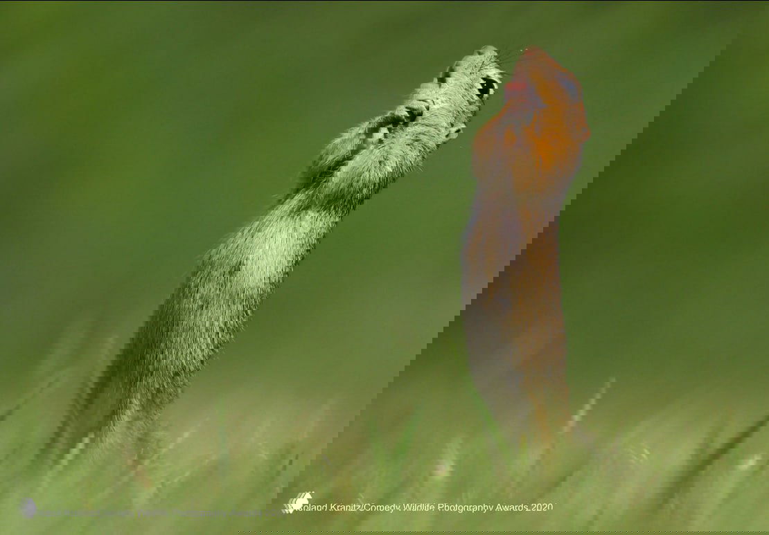 Мелкий грызун в траве в вертикальной позе словно молится или просит — милый и куртуазный кадр из архивов конкурса смешной фотографии дикой природы.