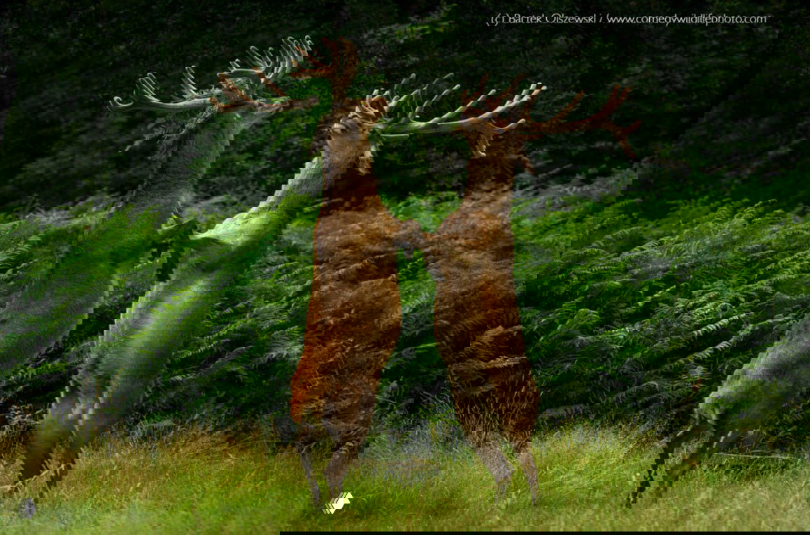 Два благородных оленя встали на задние лапы и словно танцуют или сражаются в зелёной глухой роще — выразительный природный кадр конкурса.