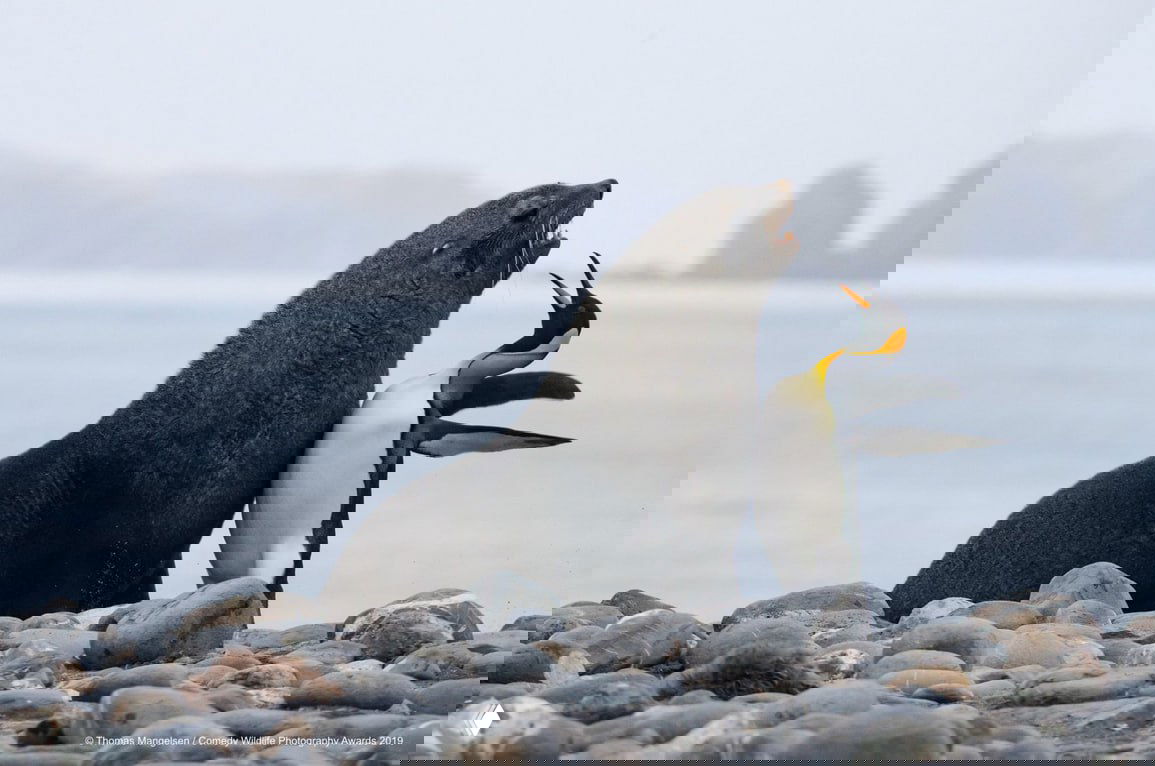 Крупный морской котик и королевский пингвин на каменистом берегу — кадр с контрастом поз и эмоций, отмеченный в соревновании Comedy Wildlife.