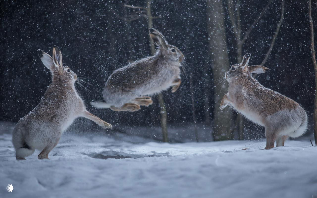 Три резвящихся зайца в снегу: динамичный момент с прыжками, снежными брызгами и тёмным зимним лесом на заднем плане, конкурсная фотография.