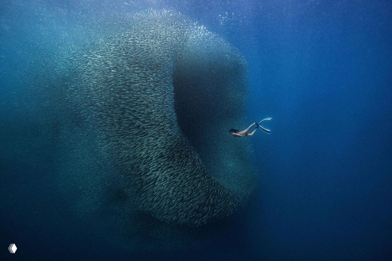 Лучшие снимки Tokyo International Foto Awards 2025 — «Природа»