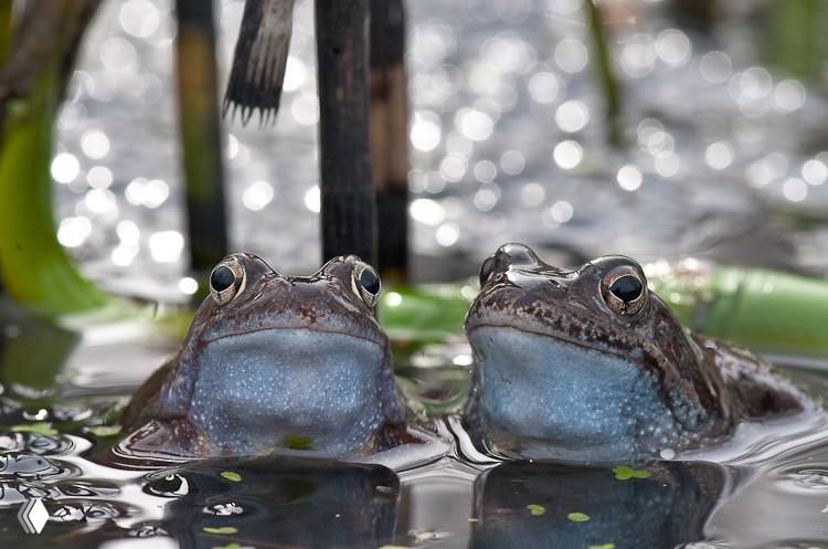Две лягушки, приподнятые над водой, крупный план морд и влажная поверхность с отражениями — комичный природный портрет возле болота.