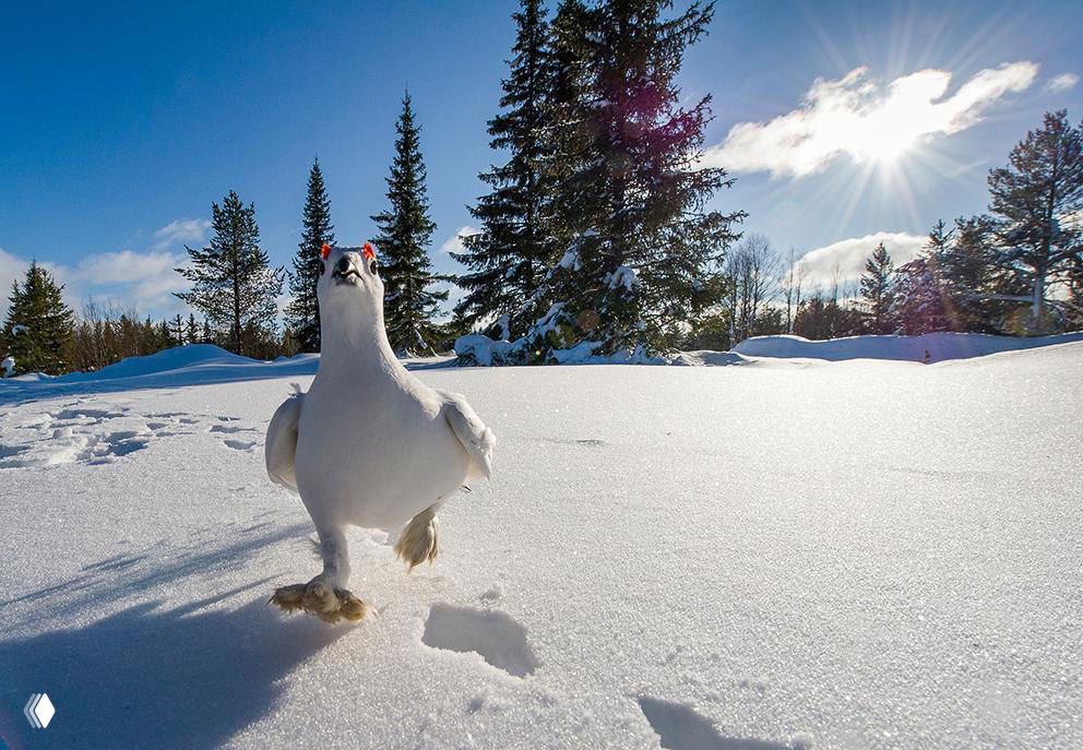 Тундровая куропатка (или курочка) на снегу на фоне хвойного леса и яркого солнца — широкоугольный зимний пейзаж с птицей.