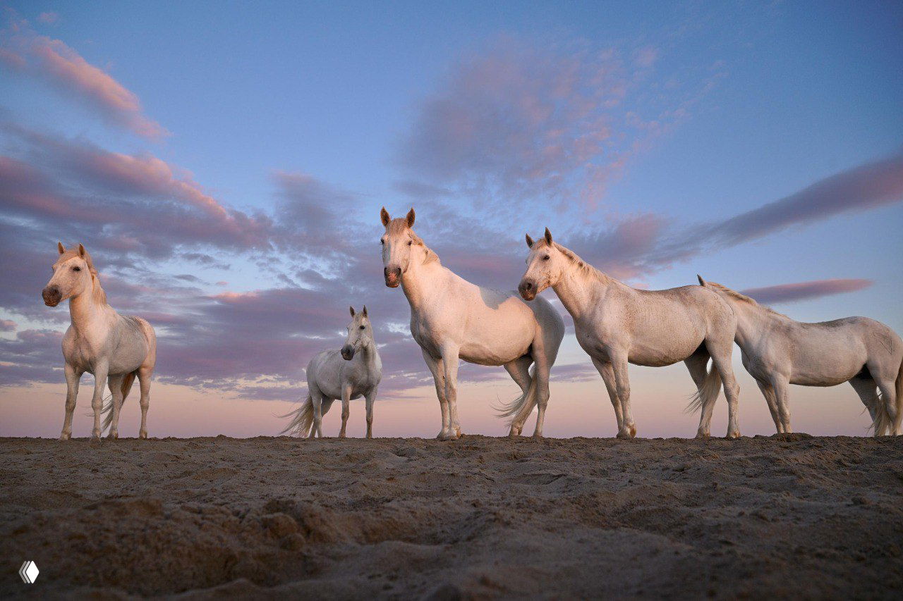 Группа белых лошадей на берегу при мягком вечернем освещении: композиция подчёркивает силуэты животных и пастельную палитру неба.