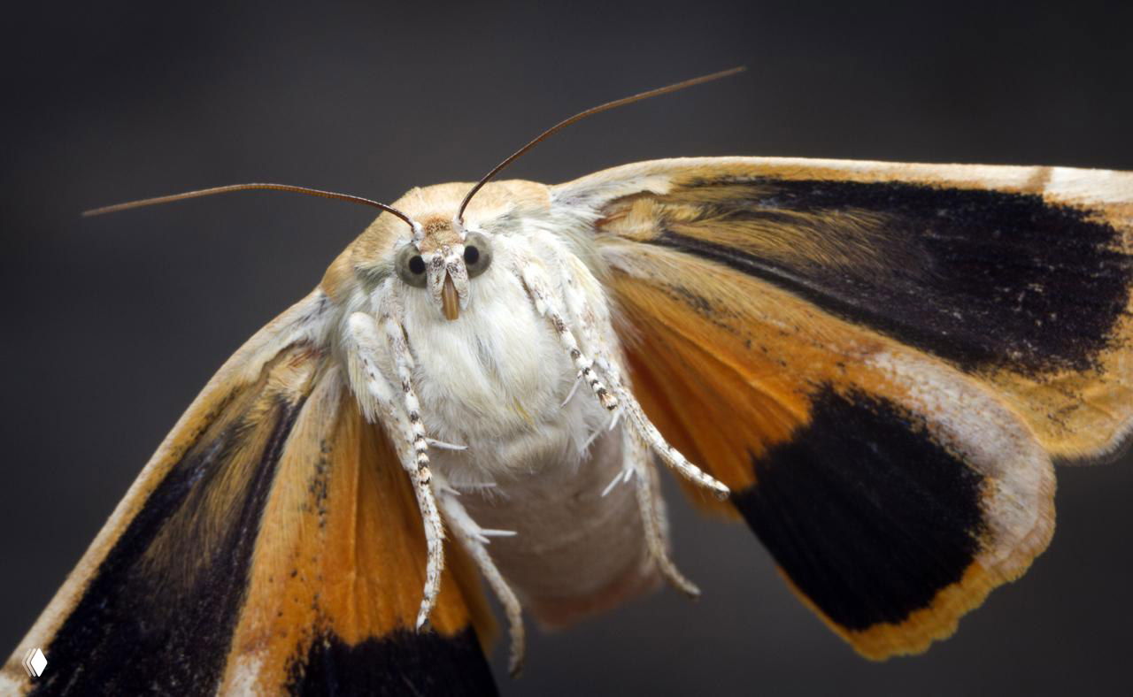 Крупный план моли или ночной бабочки в полёте: детальная съёмка крыльев, пушистого тела и тёплых оттенков окраса парящего насекомого.