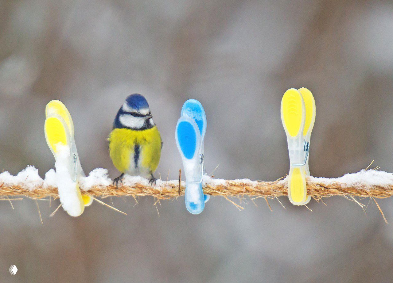 Синичка на верёвке рядом с прищепками на фоне снегопада — крошечный и милый зимний кадр с птицей и бытовым элементом.