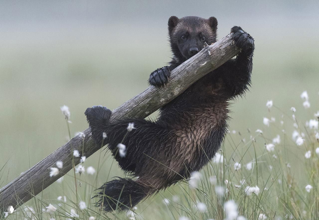 Мелкий хищный зверёк, держась за бревно, выглядит игриво — сцена с молодым животным в травянистой болотистой местности.
