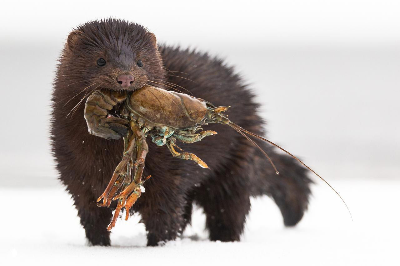 Норка (или другой мелкий плотоядный) несёт рака в пасти по снежной поверхности — сценка добычи в зимнем пейзаже.