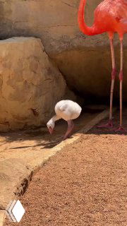 Молодой птенец фламинго с почти прямым клювом в песчаном вольере рядом с взрослой розовой птицей; видны ноги родителя.
