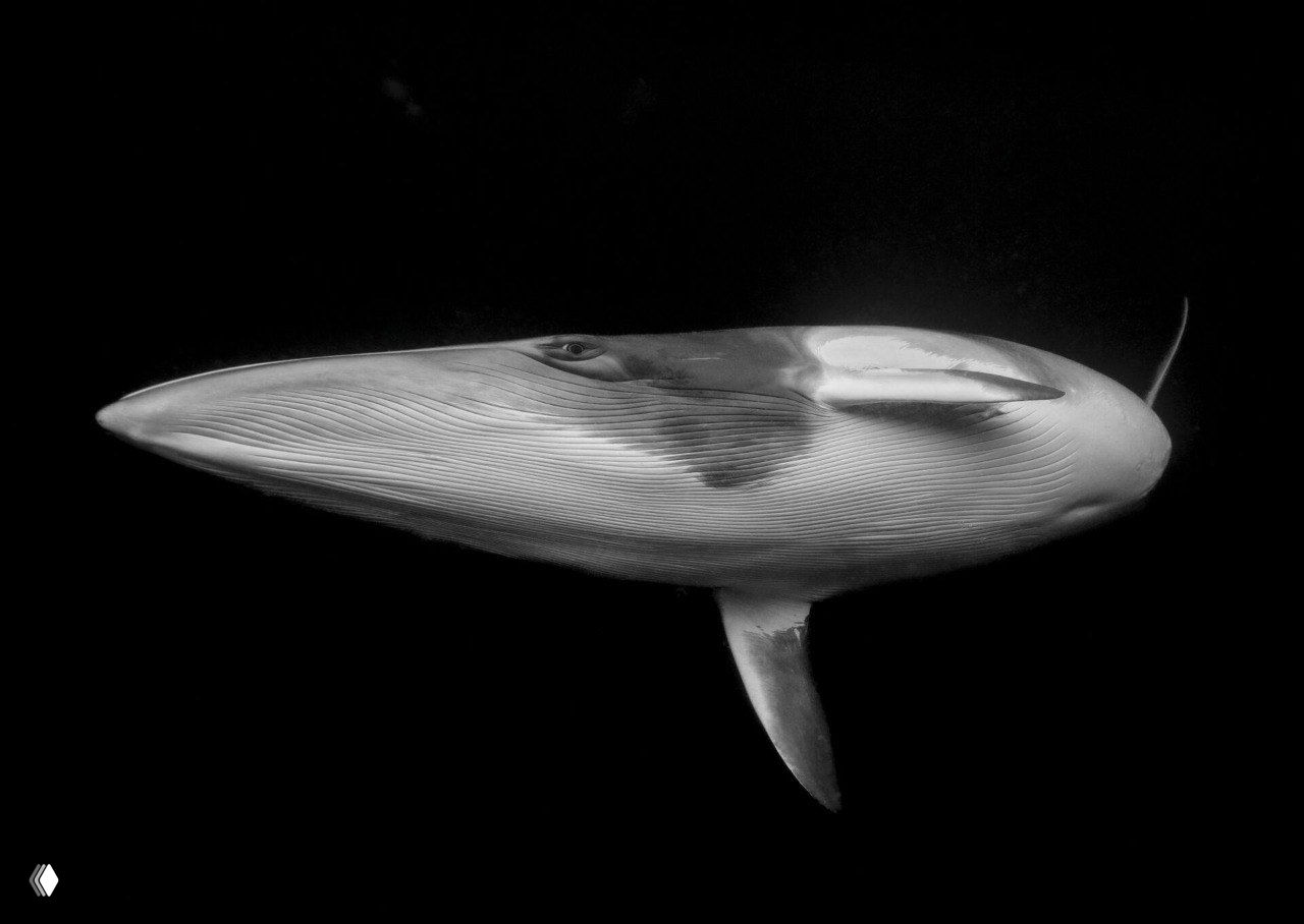Чёрно‑белая художественная подводная фотография крупного кита на чёрном фоне; кадр Marcia Riederer, финалист номинации «Искусство».