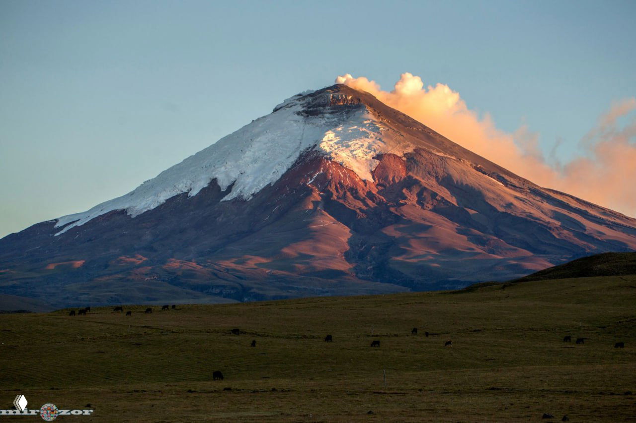 Крупный план конуса вулкана Котопахи на закате, верхушки покрыты снегом, внизу пастбища с пасущимися животными на переднем плане.