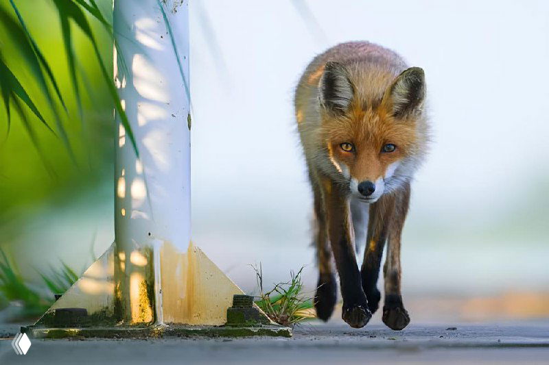 Рыжая лисица идёт по дороге в низком ракурсе: выраженный взгляд, чёткая текстура меха и мягкое боке на фоне; финалист CUPOTY 2025.