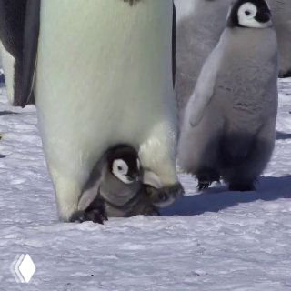 Маленький пингвинёнок прячется у ног взрослого пингвина на заснеженной поверхности; на фоне видна ещё одна особь.