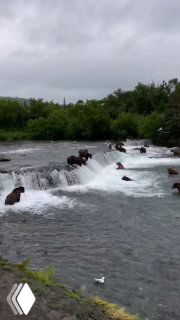 Аляскинские медведи на пороге реки ловят поднимающийся косяк лосося; видны водопад, лесной берег и пасмурное небо.