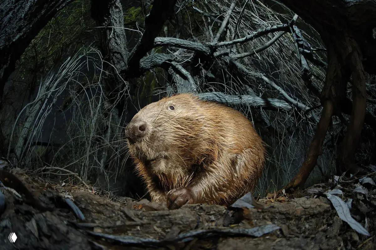 Бобр у входа в нору на лесном берегу, атмосфера сумерек и текстура коры и земли подчёркнуты драматической подсветкой; финалист CUPOTY 2025.