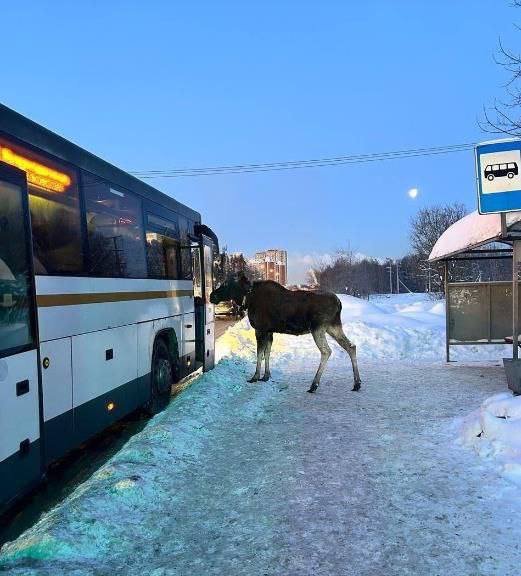 Лосиха стоит на тротуаре возле автобусной остановки и подходит к дверям автобуса в зимнем городском пейзаже; видна остановка и заснеженный фон вокруг.