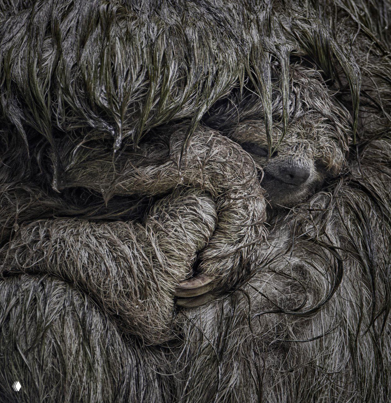 Крупный план шерсти и сложенных лап млекопитающего в естественной среде, подчеркнута текстура мокрой и спутанной шерсти.