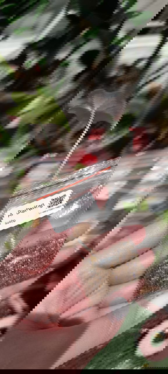 Высокий тонкий клон с длинным стеблем в маленьком зип-пакете с вермикулитом, на ярком фоне прилавка с растениями и аксессуарами.