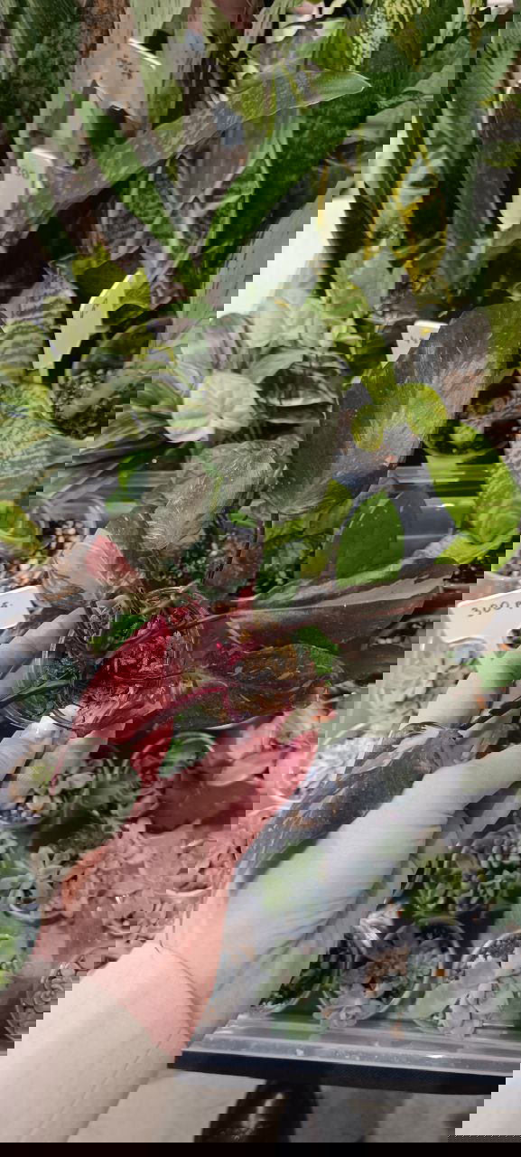 Рука держит небольшой вариегатный филодендрон на фоне лотка с суккулентами и высокими сансевиерами на растительном маркете