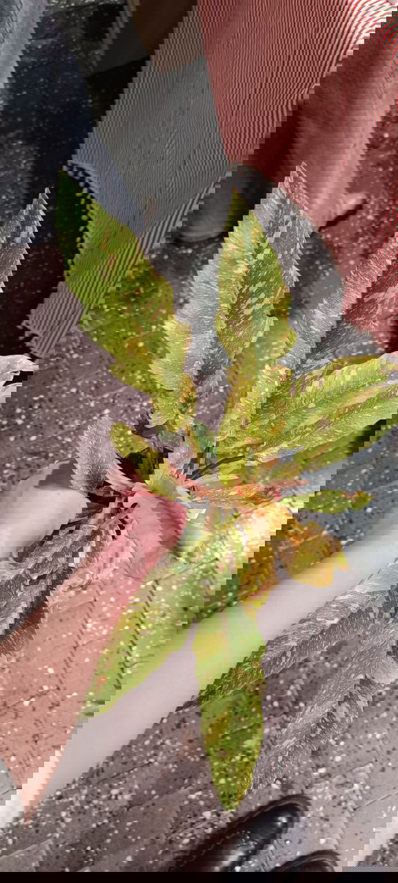 Крупный пучок листьев филодендрона с пёстрой вариегацией в руках — демонстрация окраса и формы листьев на событии