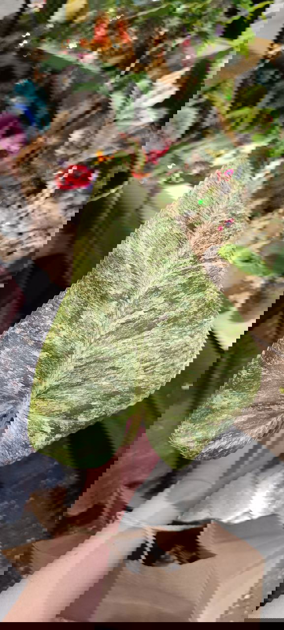 Крупный лист филодендрона с мраморной вариегацией, снятый на фоне прилавка с растениями и декоративными предметами