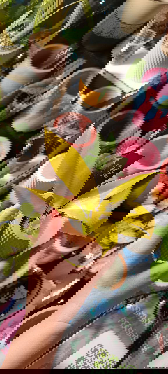 Ярко-жёлтый молодой филодендрон в маленьком горшке с ценником «300», представлен среди керамических кашпо на маркете