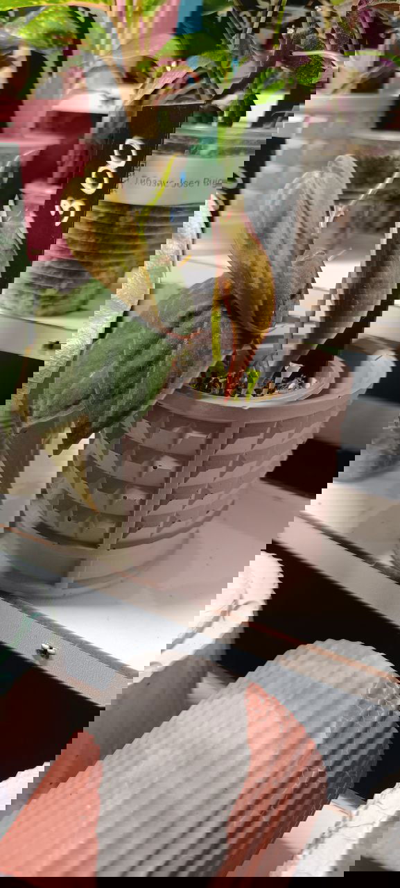 Светло-розовый фактурный керамический горшок с небольшим растением и ценником «300» на полке цветочного маркета в Казани, витрина и другие кашпо вокруг.