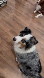 Две собаки в помещении на деревянном полу: одна сидит и смотрит вверх, вторая частично видна в правом верхнем углу — сцена ожидания и внимания.