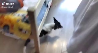 Чёрно‑белая собака бежит по блестящему ламинату рядом с мебелью; боковой ракурс подчёркивает скольжение и потенциальную травмоопасность пола в доме.