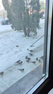 Несколько мелких птиц кормятся на заснеженной дорожке у окна: стайка на снегу, видно разбросанный корм и холодную уличную обстановку.