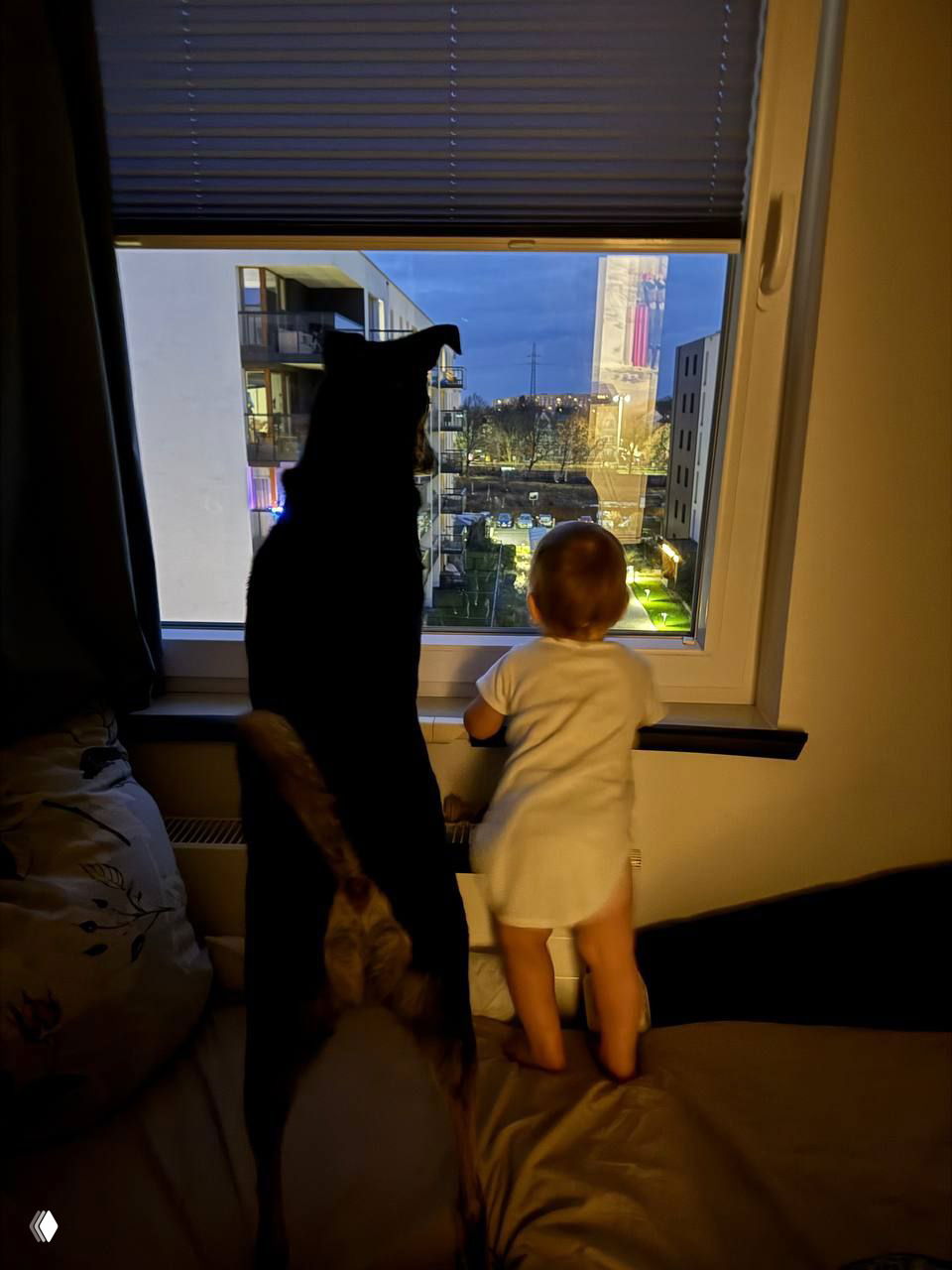 Силуэт собаки и стоящий у окна малыш, вечерний городской пейзаж за стеклом — совместный момент любопытства и безопасности.
