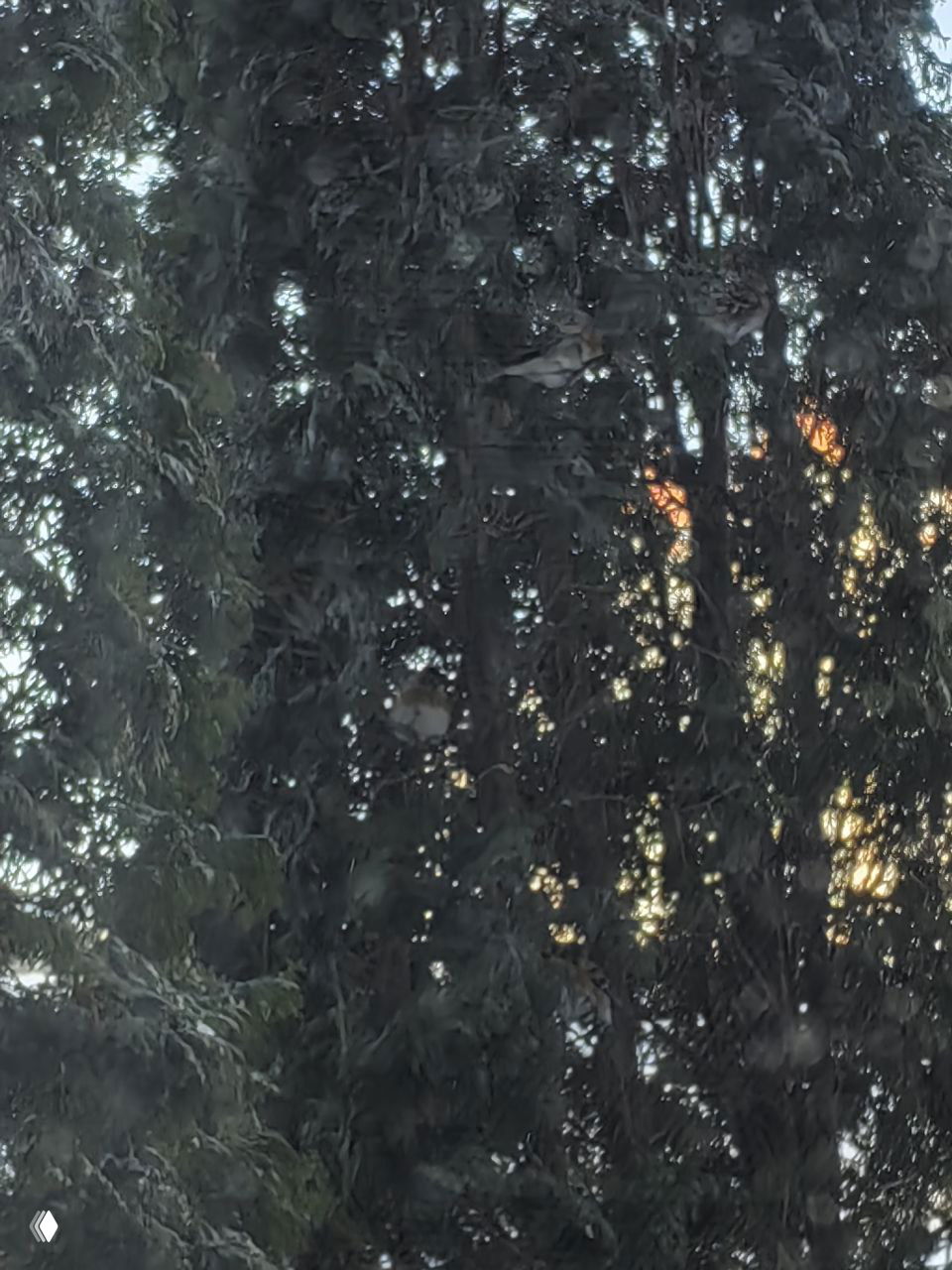 Стая мелких птиц в плотной туе на фоне сумерек: силуэты среди ветвей, заметны несколько птиц, свет пробивается сквозь листву и создаёт контраст.